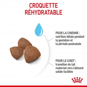 exclusivement disponibles ROYAL CANIN Dog Starter Mother & Babydog Medium 14