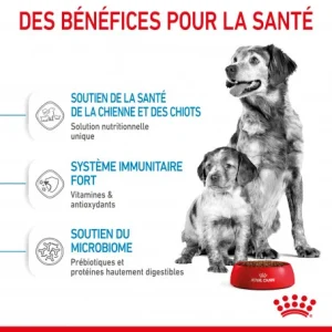 exclusivement disponibles ROYAL CANIN Dog Starter Mother & Babydog Medium 18