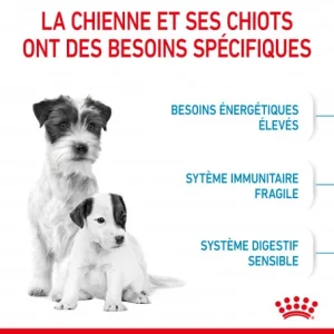 ROYAL CANIN Dog Starter Mother & Babydog Mini grossiste en ligne 16