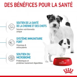 ROYAL CANIN Dog Starter Mother & Babydog Mini grossiste en ligne 18